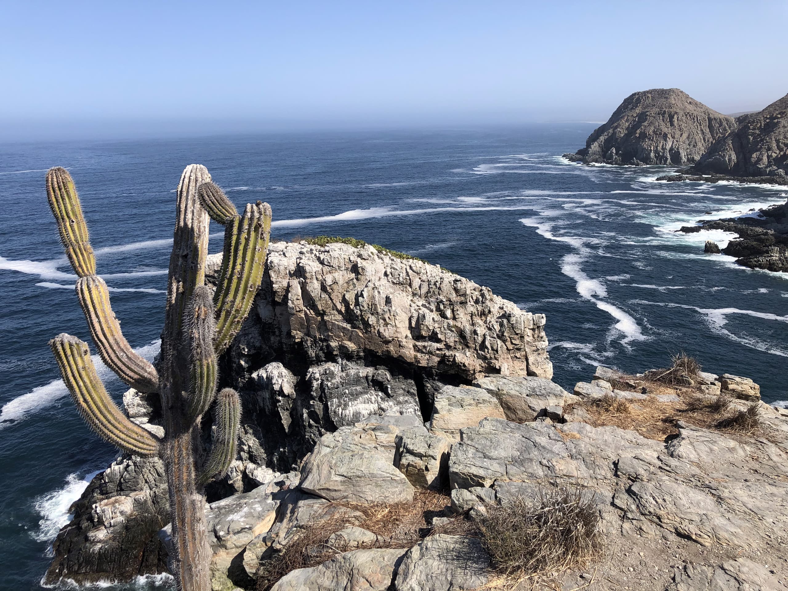 Baja coastal cliff with cactus overlooking Pacific Ocean