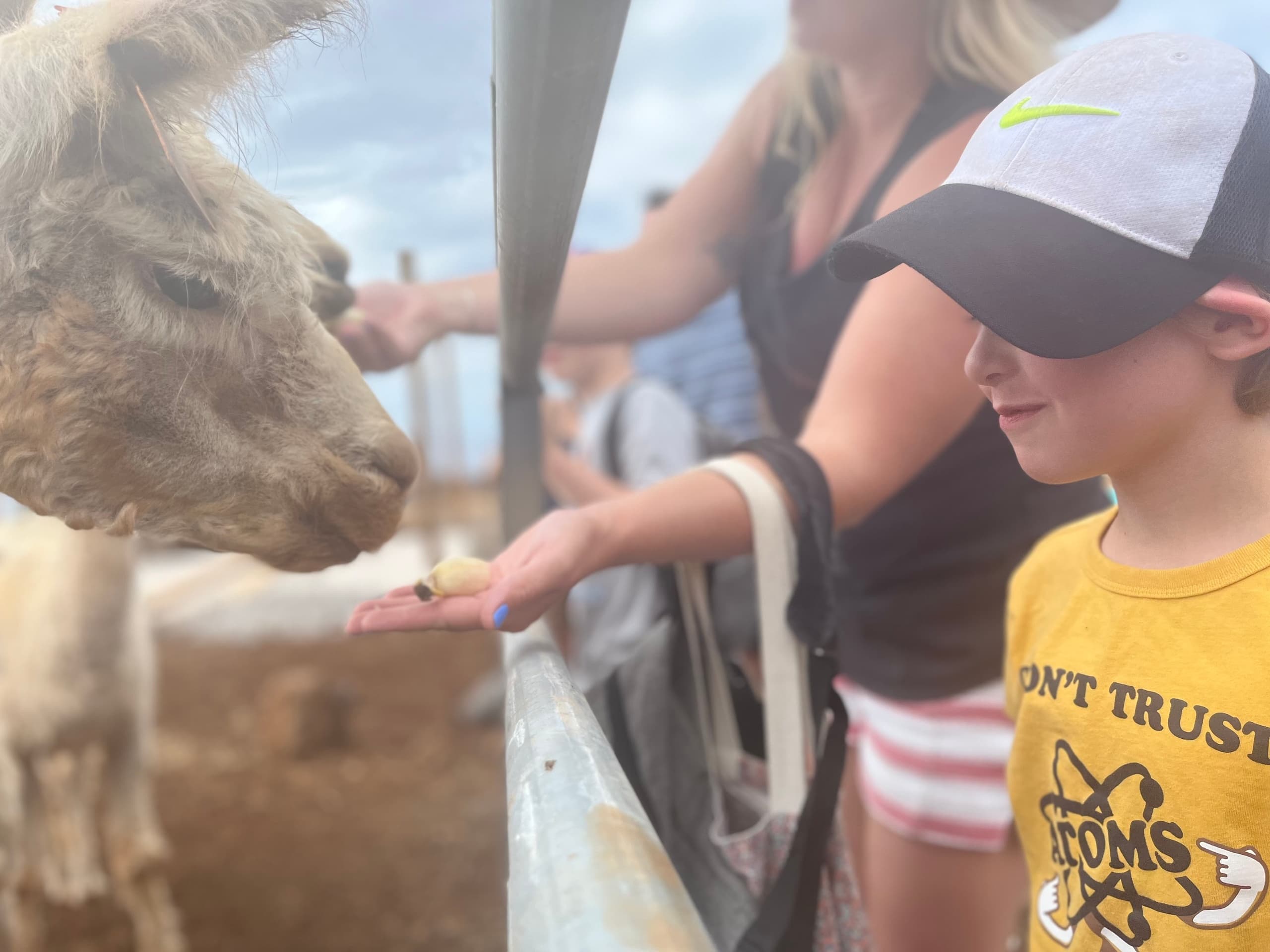 Discover Maui Dragon Fruit Farm: An Unforgettable Alpaca Adventure with Ocean Views
