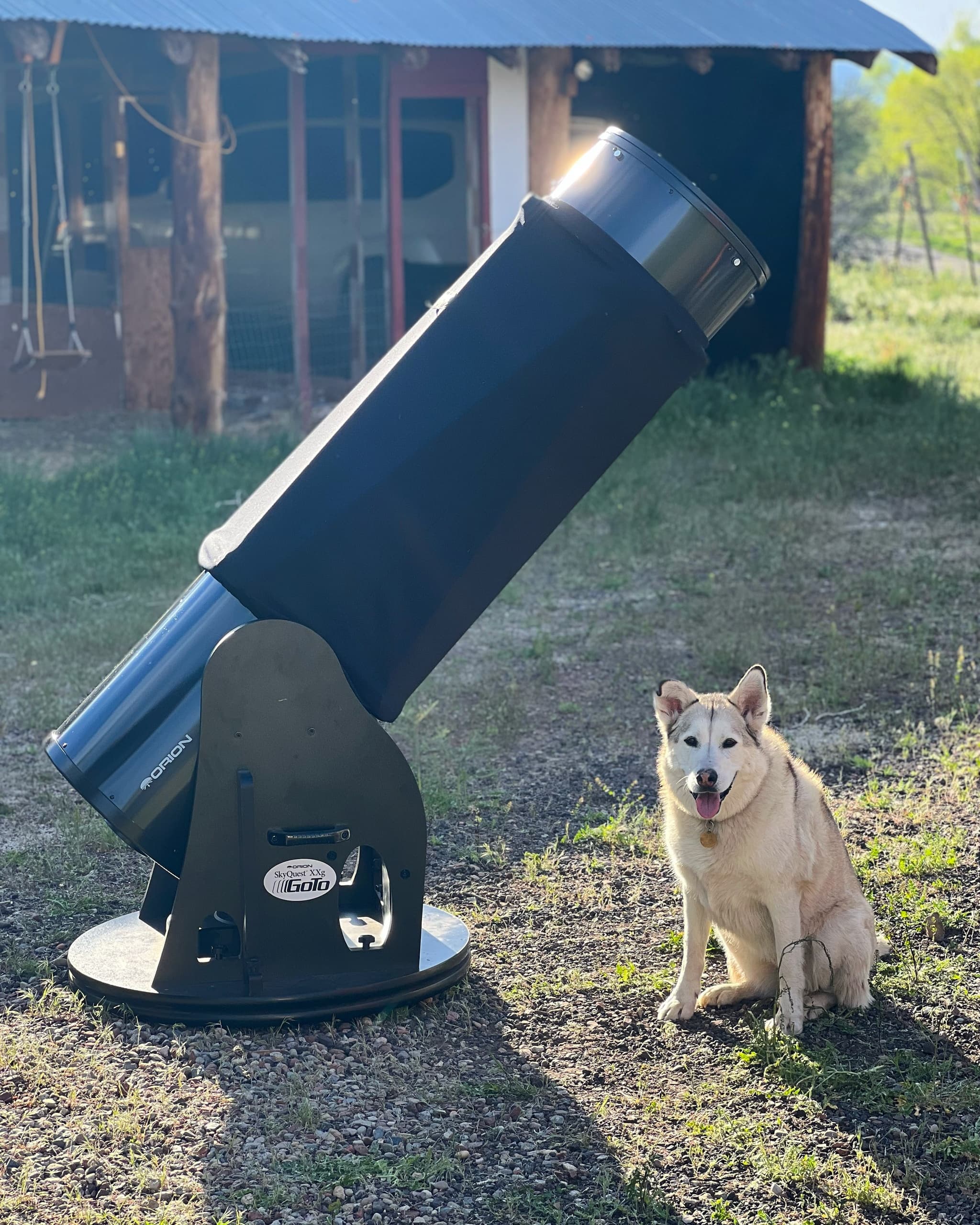 Telescope set up with dog in grassy backyard for stargazing