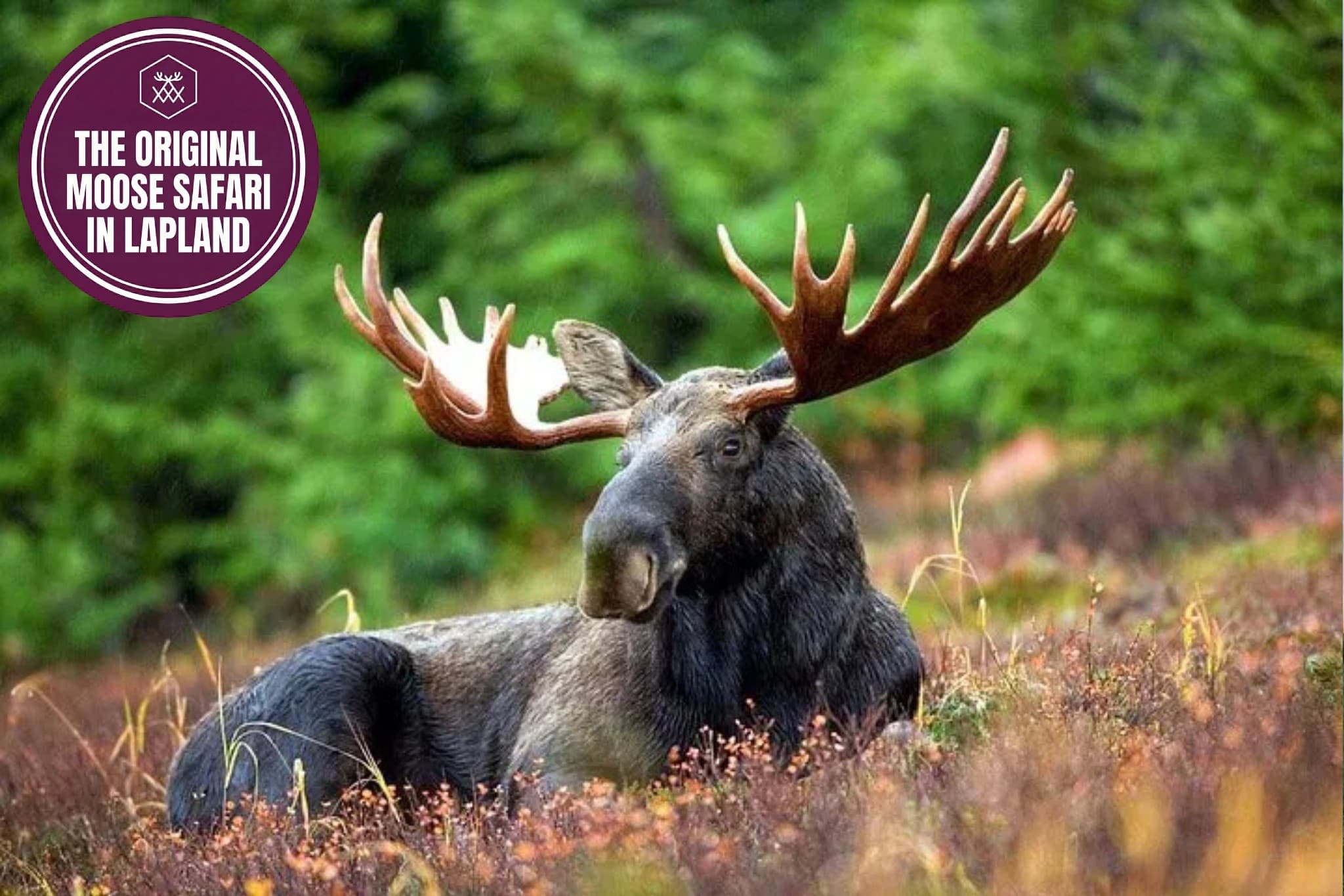 Evening moose safari near Rovaniemi: spot Lapland's quiet giants photo 4