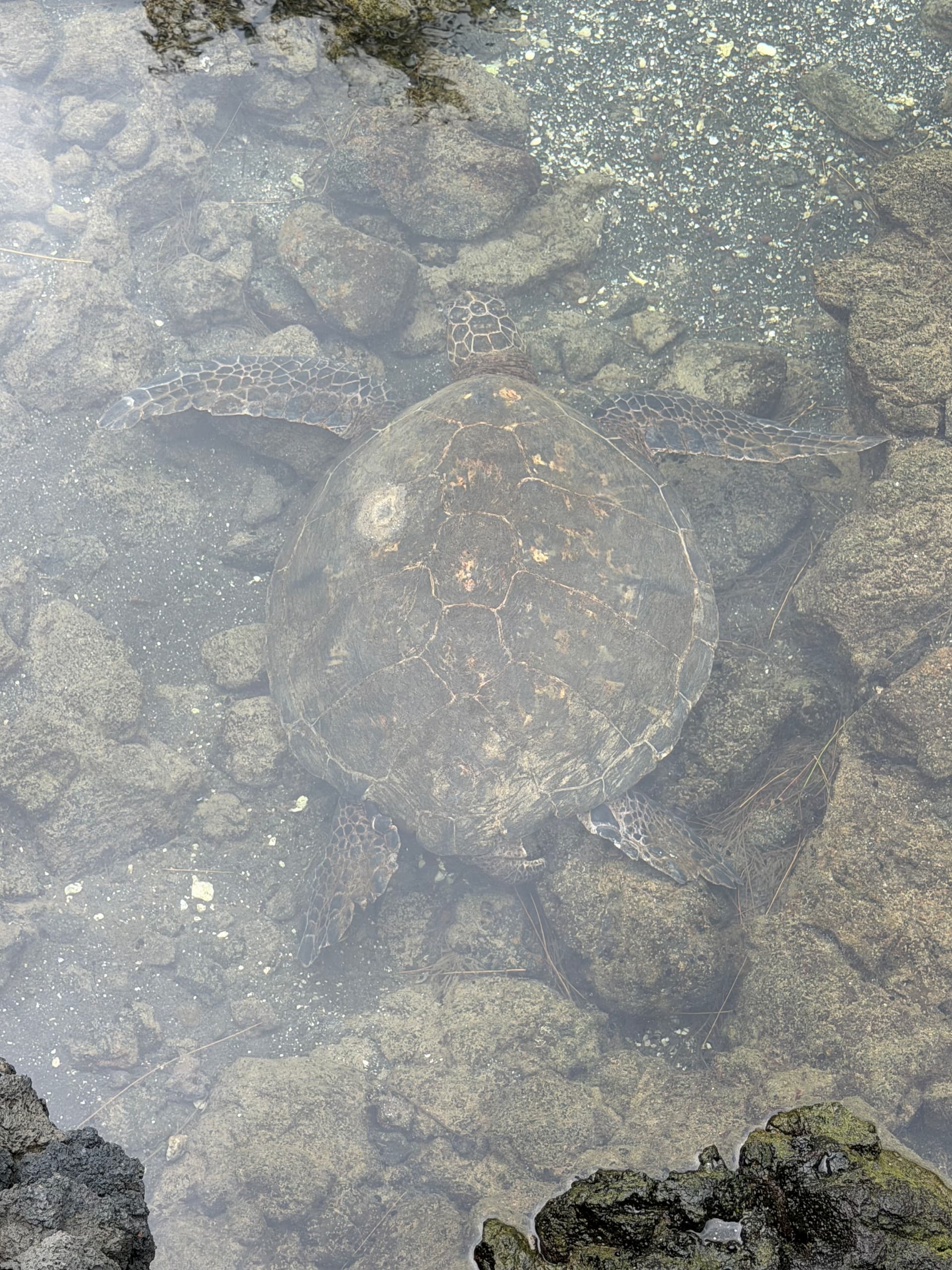 From Steam Vents to Black Sand: Ultimate Hilo and Volcano Adventure photo 2