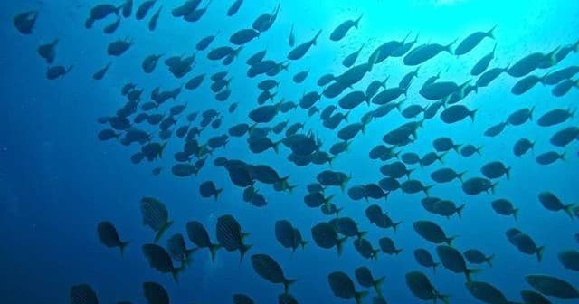 Diving Adventures with Pura Vida Diving in Las Palmas
