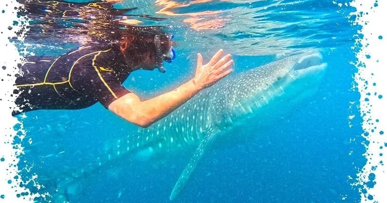 Swim with Whale Sharks with Salty Life Baja