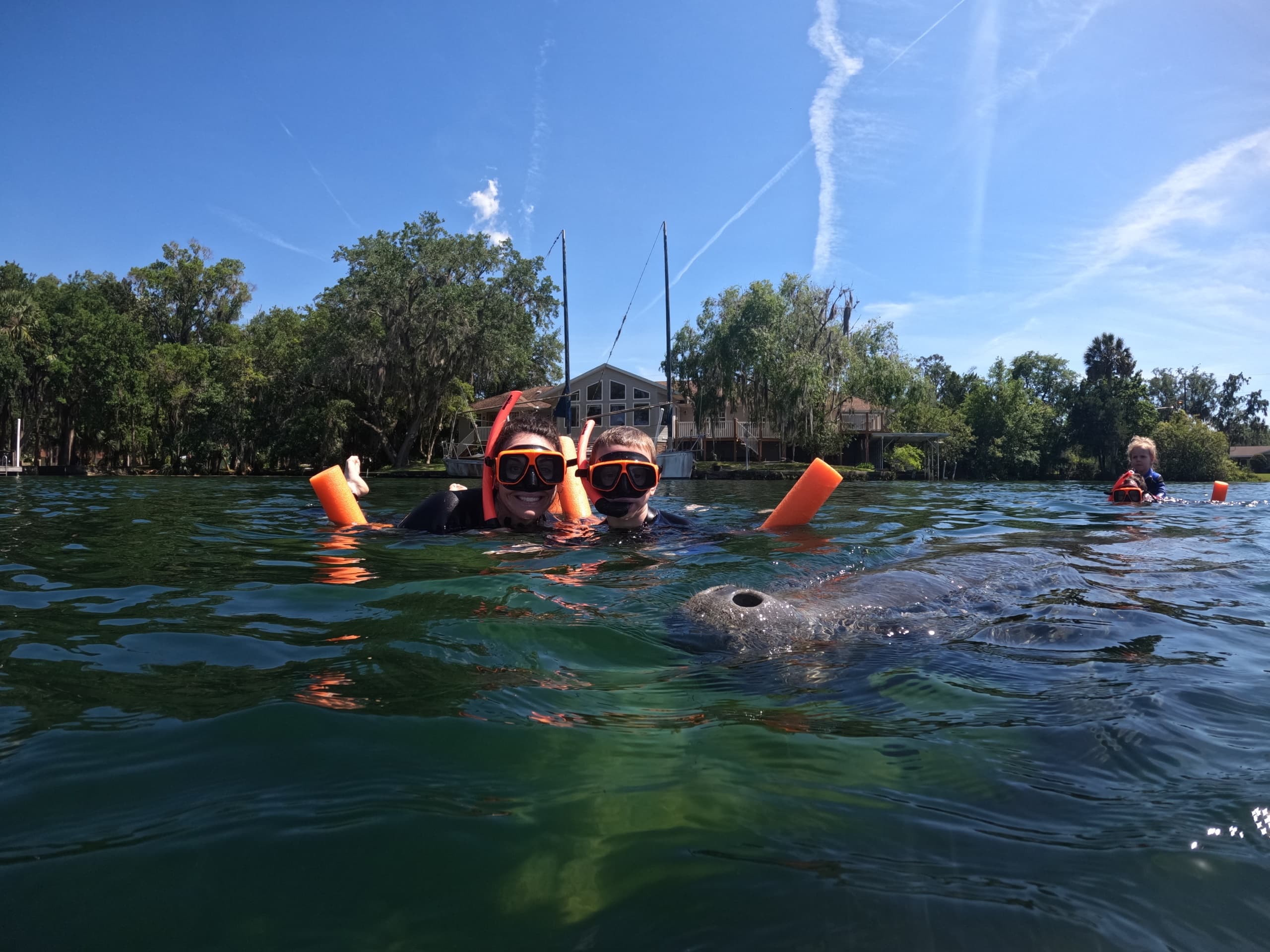 Private Manatee Snorkeling Tour in Crystal River: Swim with Wild Manatees at King's Bay photo 2