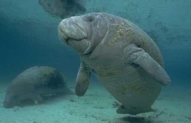 Orlando Manatee Encounter: Kayak to Blue Spring for Up-Close Manatee Viewing