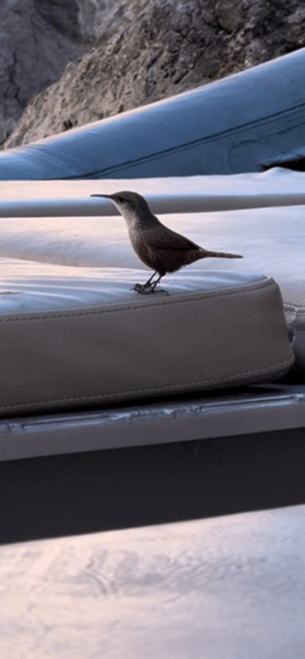 Hoover Dam Raft Tour: Black Canyon Bird Photography from River Level photo 1