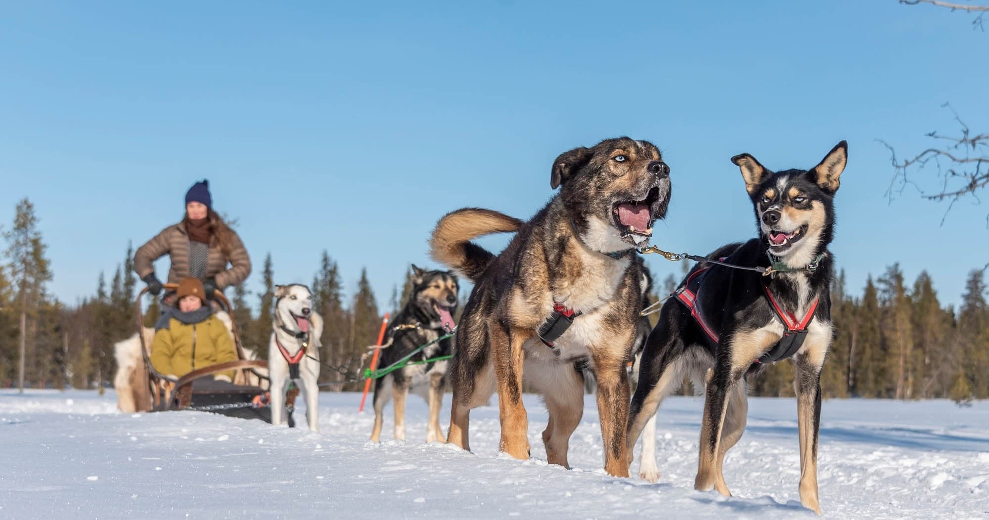 Winter Adventure & Dog Sledding with Husky Safari at Path of the Gnome