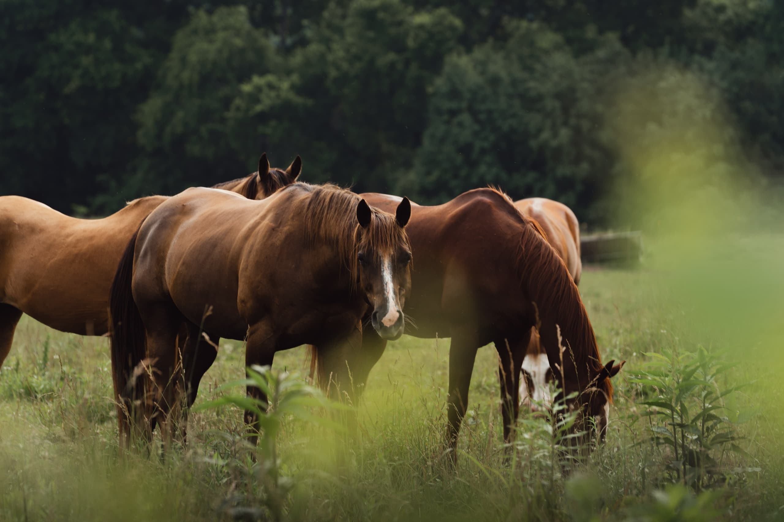 Horseback Riding at Ocoee Horseride in Calhoun, Tennessee