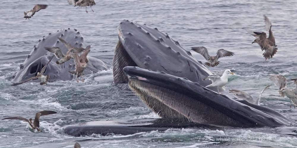 Humpback whales lunge feeding amid seabirds off coast