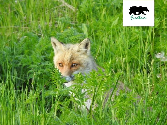 Red fox peeking through tall green grass in summer meadow