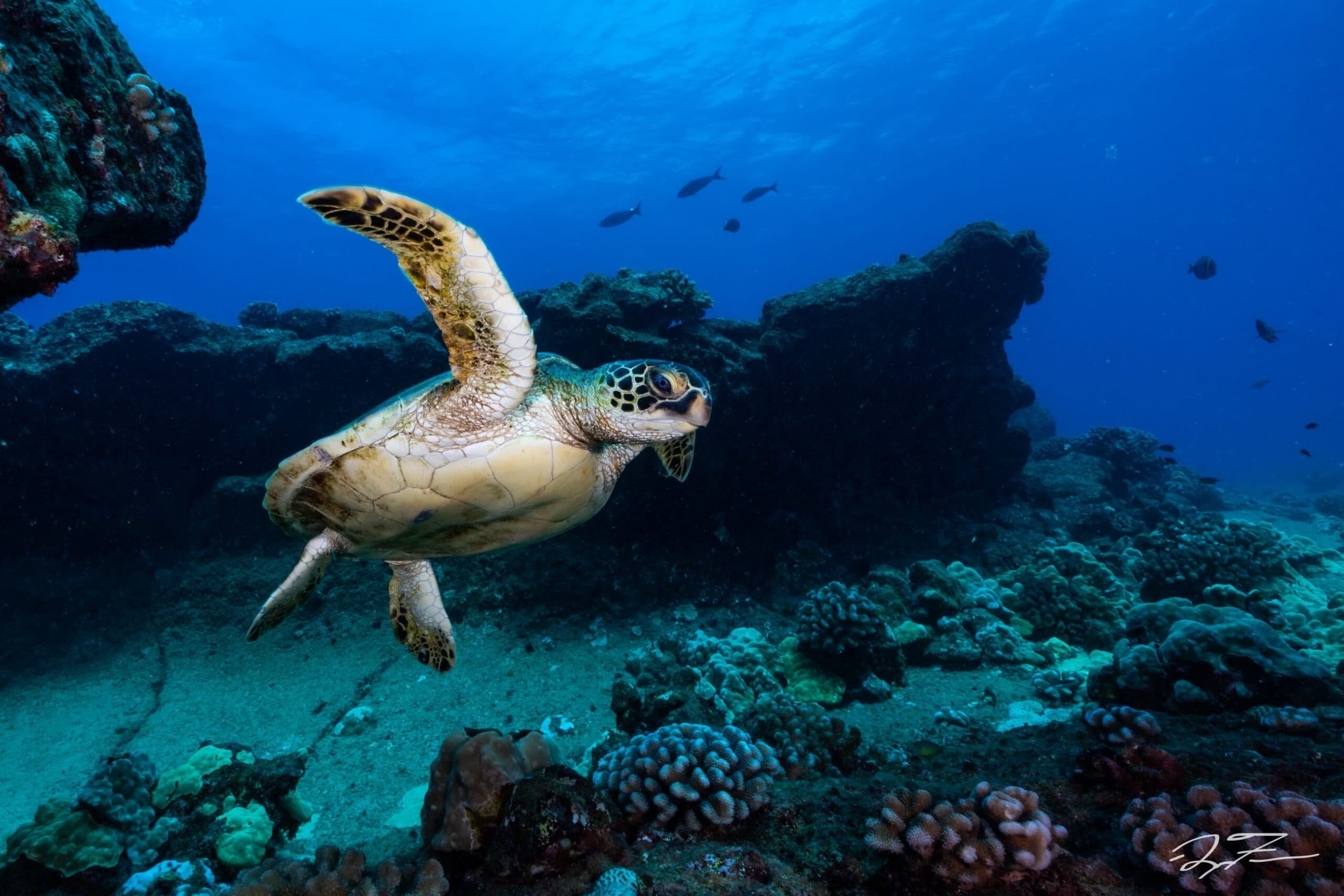 Green sea turtle swimming above coral reef in clear blue sea