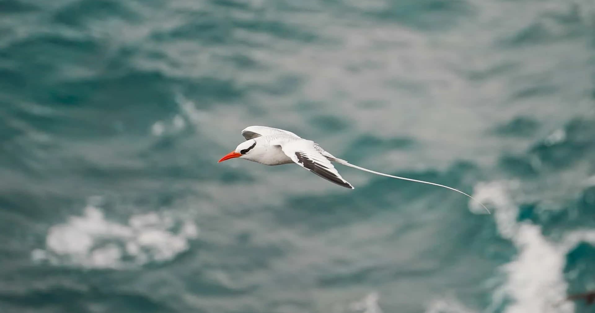 Red-billed tropicbird gliding above choppy ocean waters, Galápagos