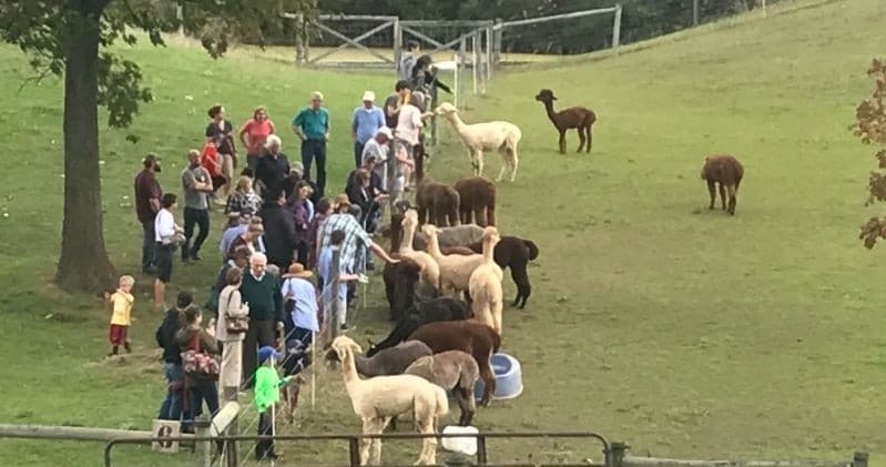Wildlife & Family Fun at Lazy Acres Alpacas