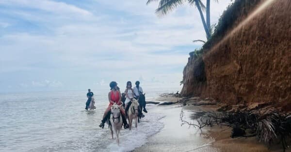 Sailh’s Paradise Horse Riding fleet