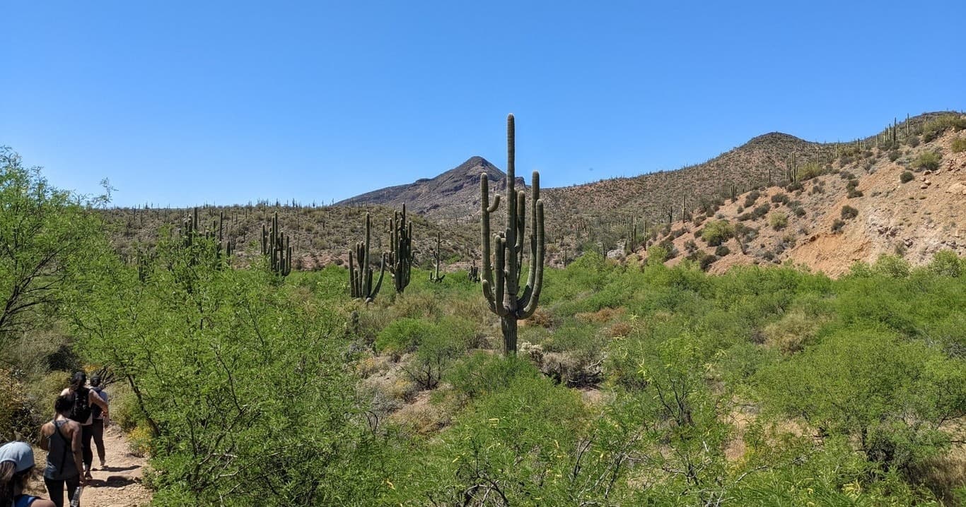 Sonoran Desert Hike with Southwest Adventure Company