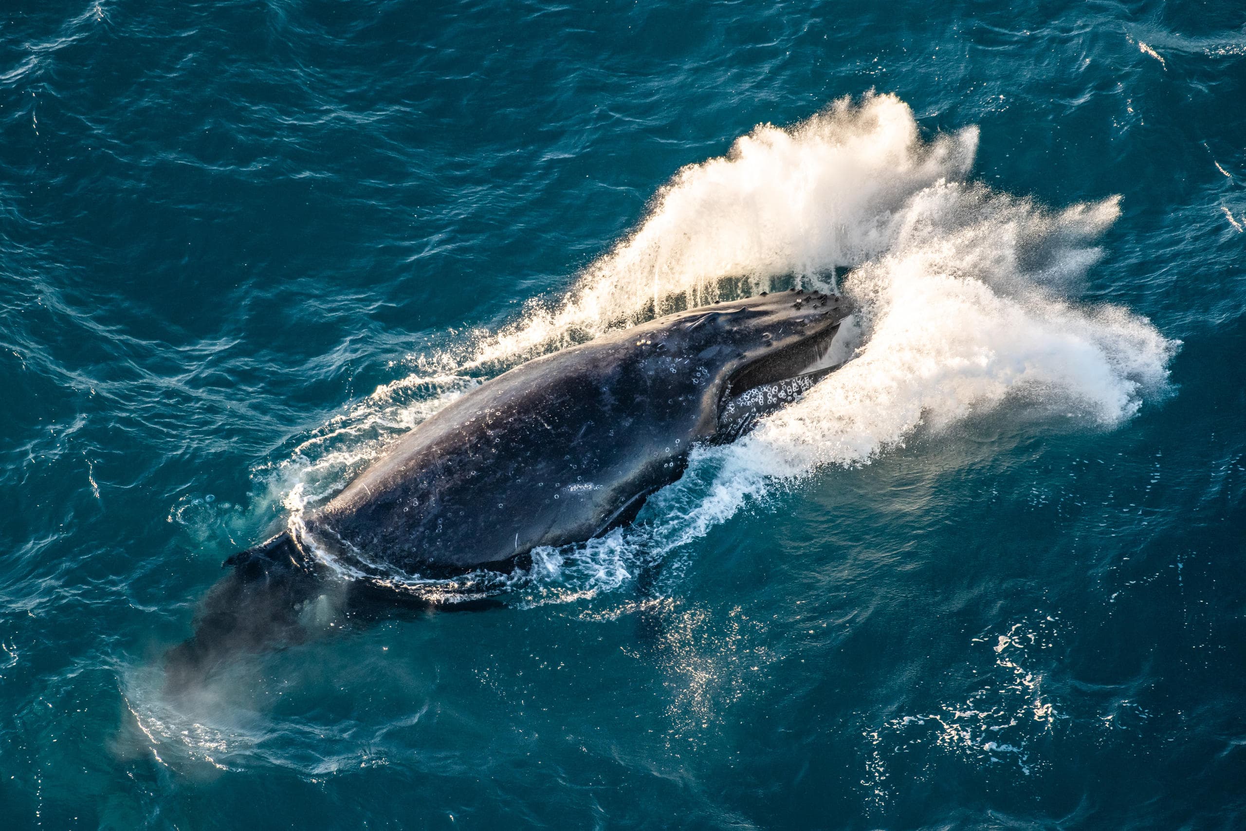 Whale Watching Adventures with Coral Coast Helicopter Services