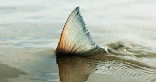 Inshore Fishing Charters with RedFin in Charleston, SC