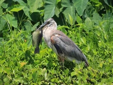 Wildlife Kayaking with AWA Kayak Tours in Sanford
