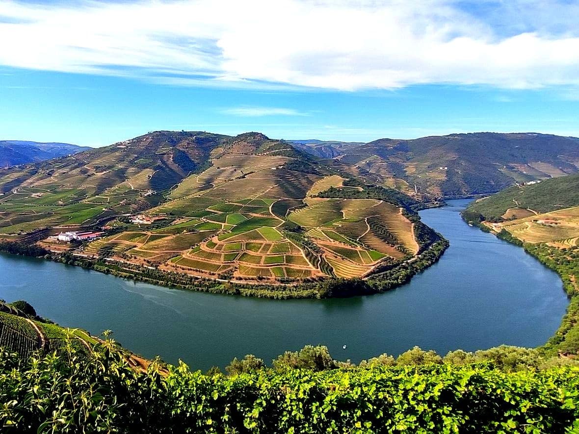 Douro River aerial panorama of terraced vineyards and river curves