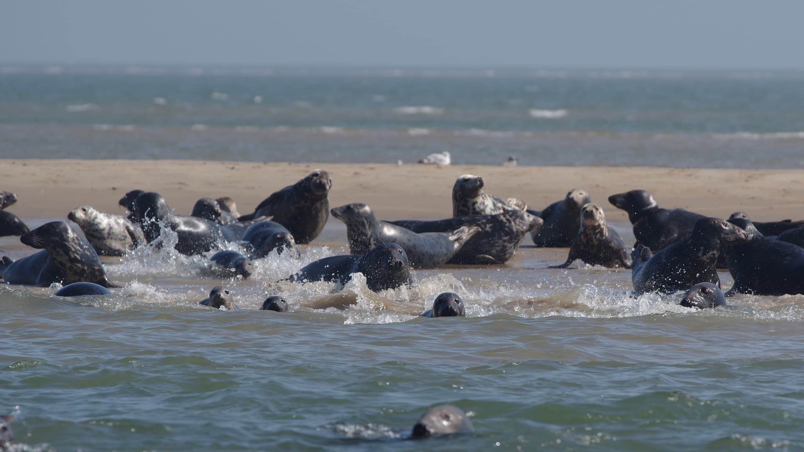 Seals hauled out on sandy beach near shoreline during low tide