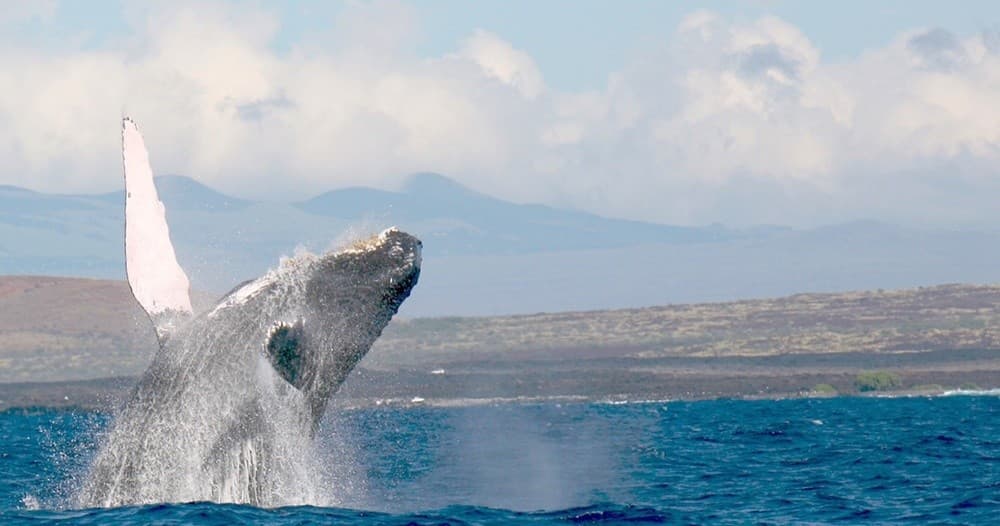 Whale Watching Adventure in Kaiminani, Hawaii