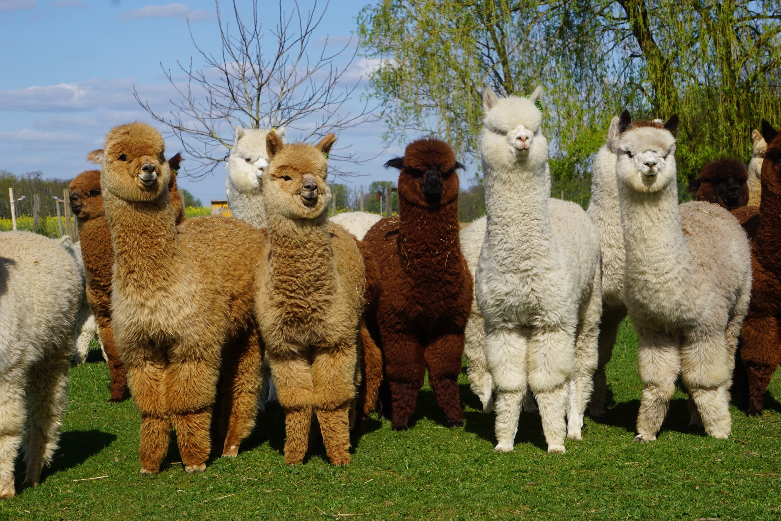 Herd of alpacas standing in grassy farm field for farm tours