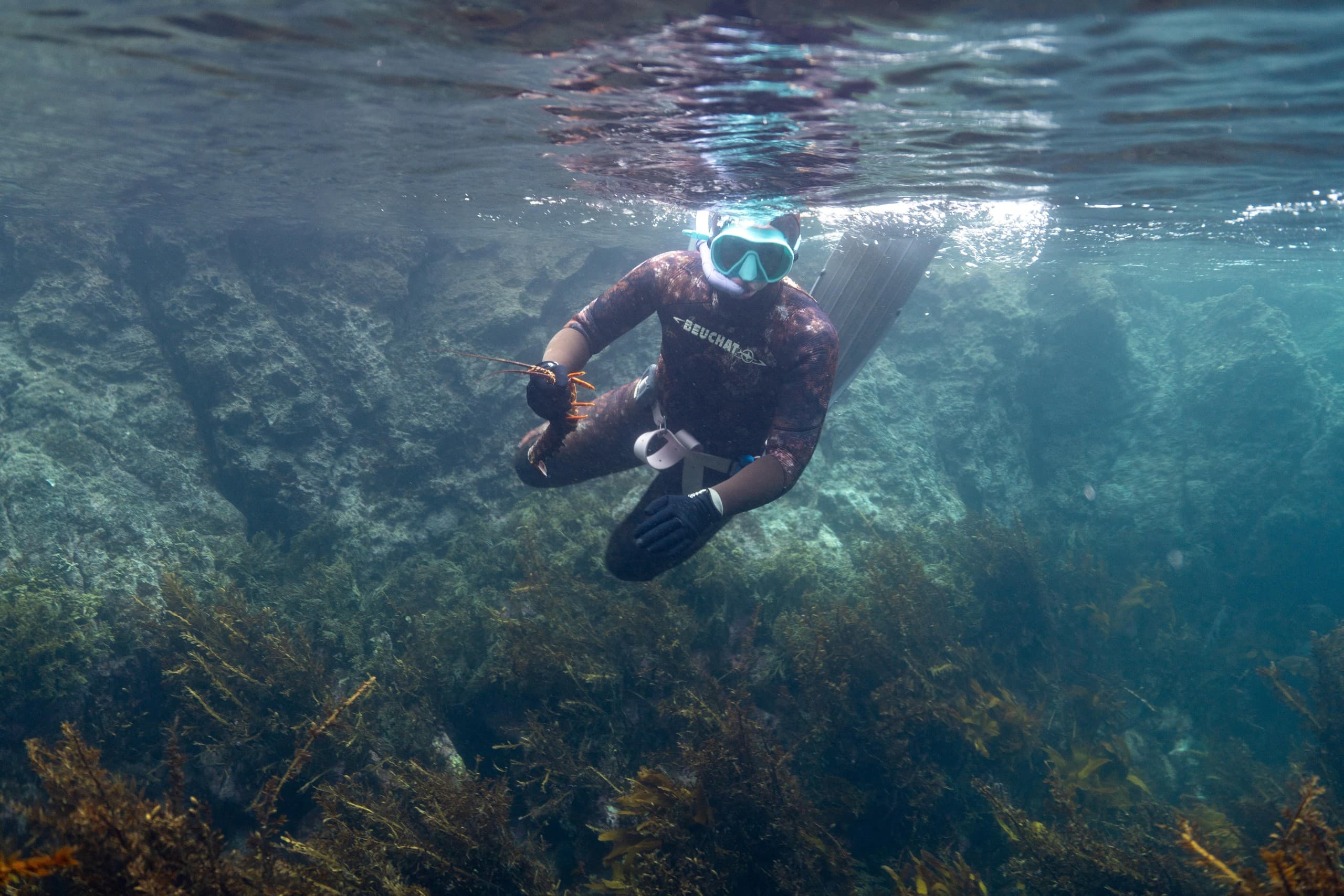 Kaikōura Shore Spearfishing: Sustainable Crayfish & Blue Moki Gathering