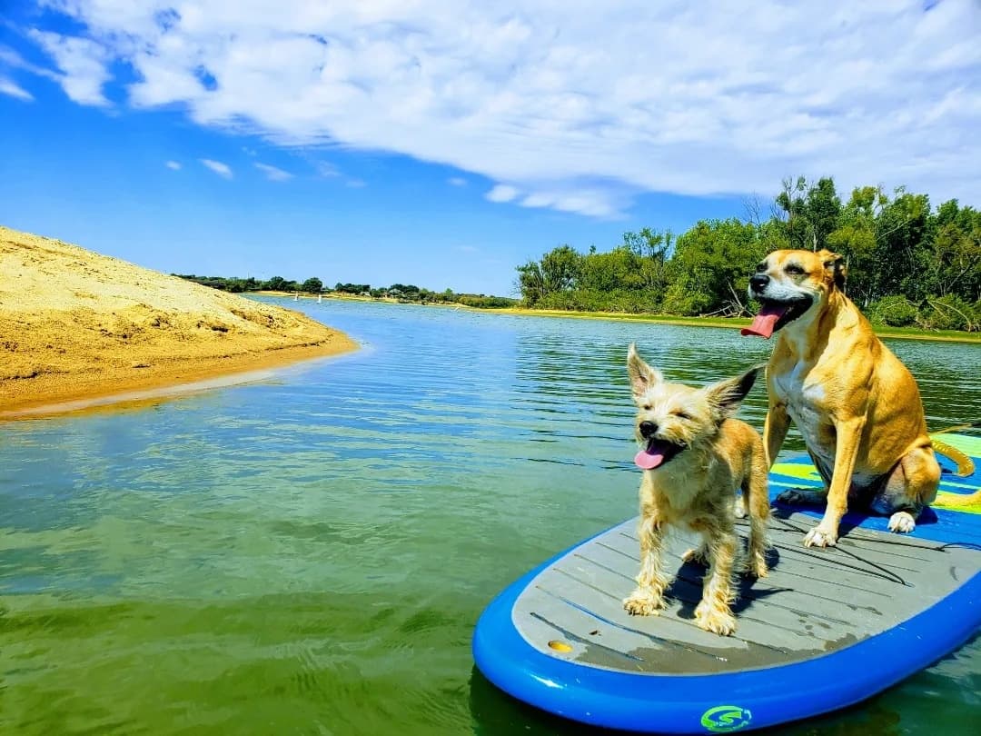 Paddling with Your Dog at DFW Surf - Little Elm