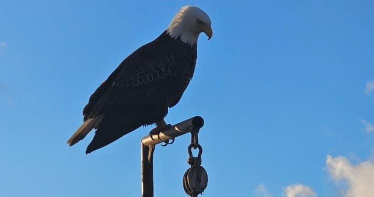 Bald eagle perched on post against clear blue sky, wildlife