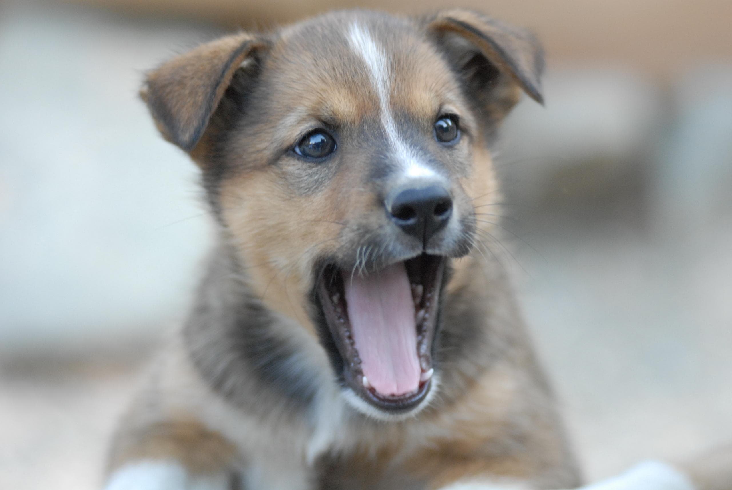 Playful puppy yawning in soft-focus outdoor portrait setting