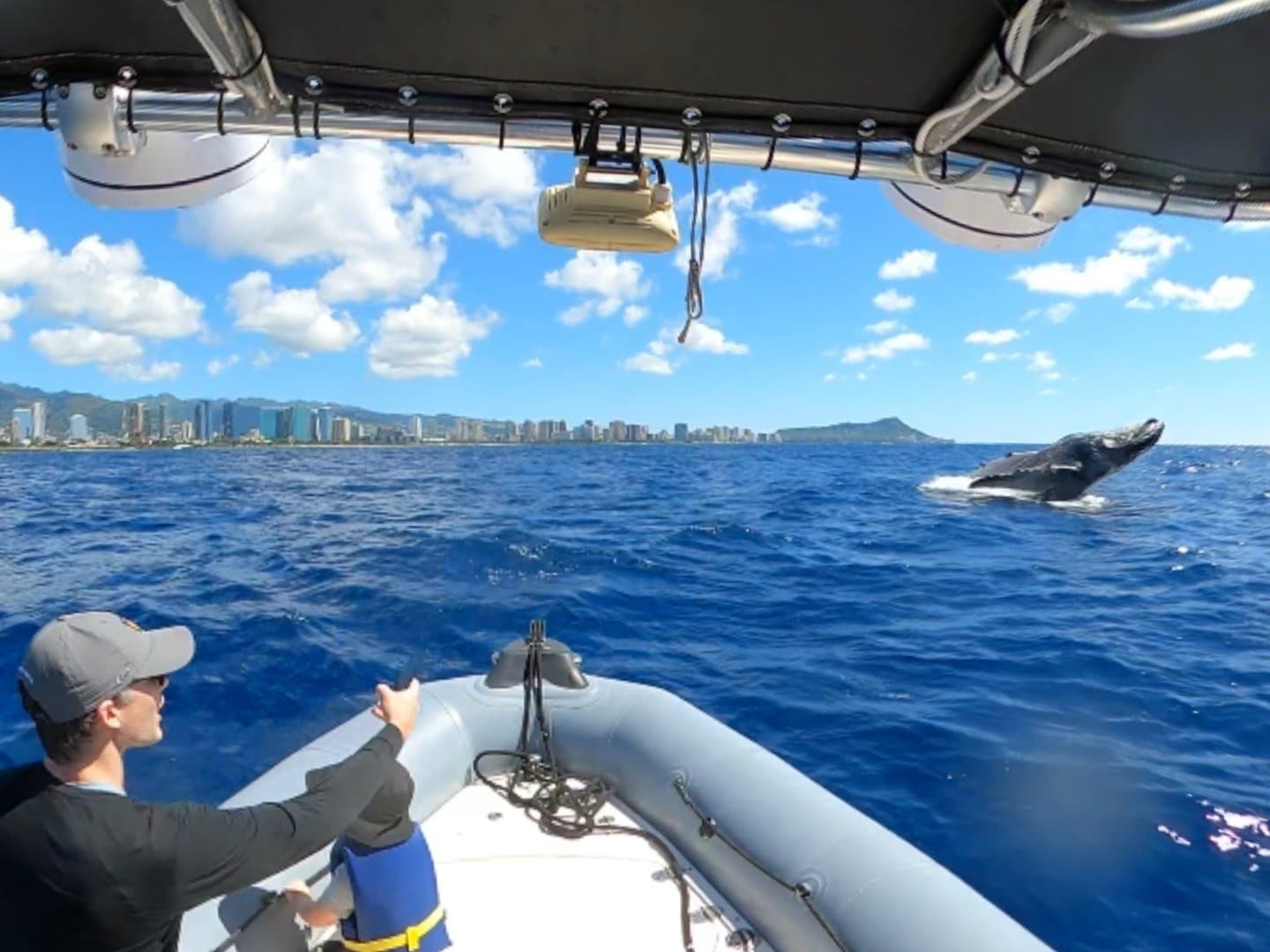 Whale Watching