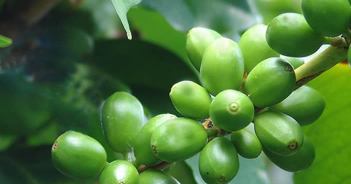 Unripe green coffee cherries on Kona farm branch, close-up