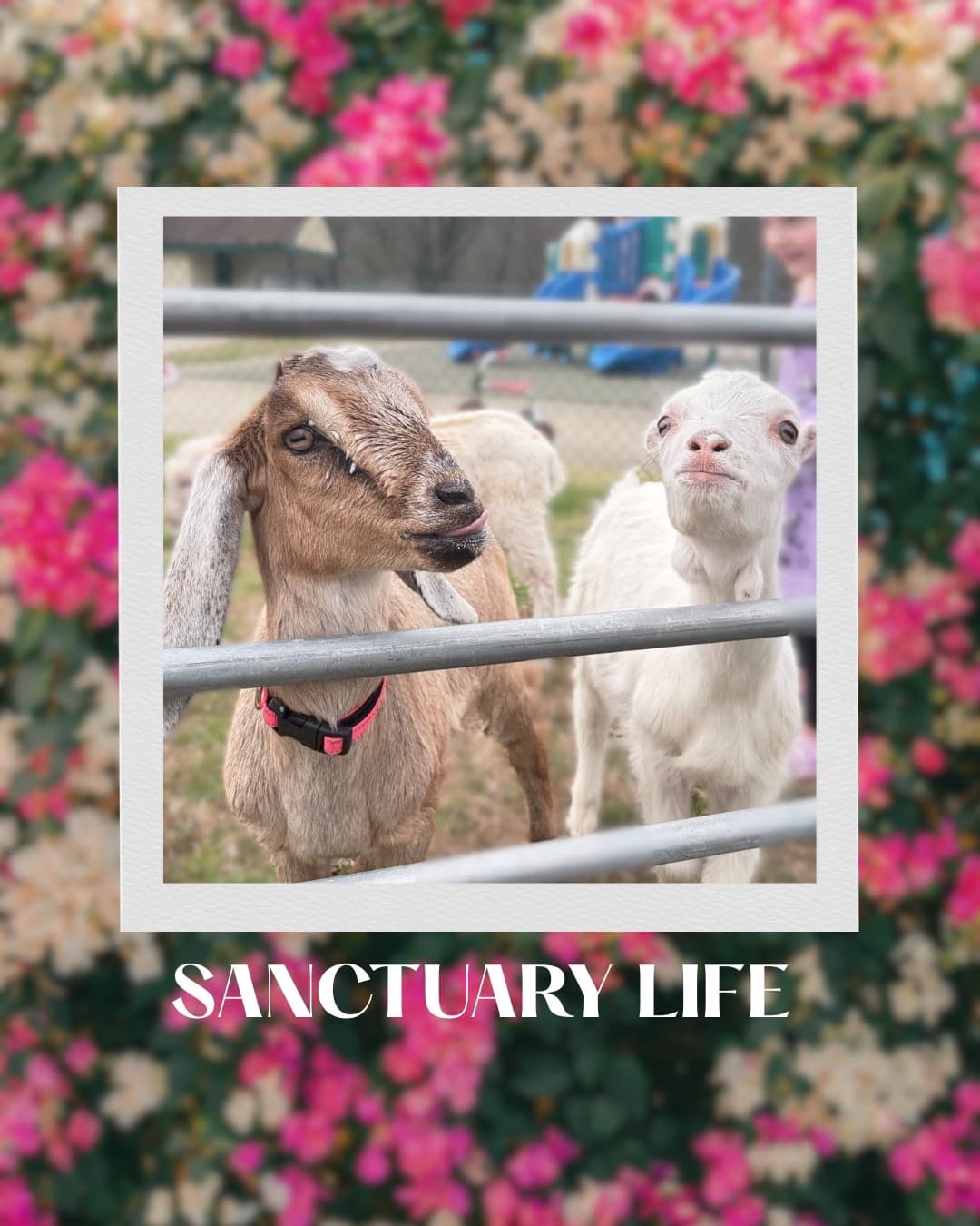 Open Farm: Meet Rescued Camels, Goats & Horses in Fairhaven, MA photo 3