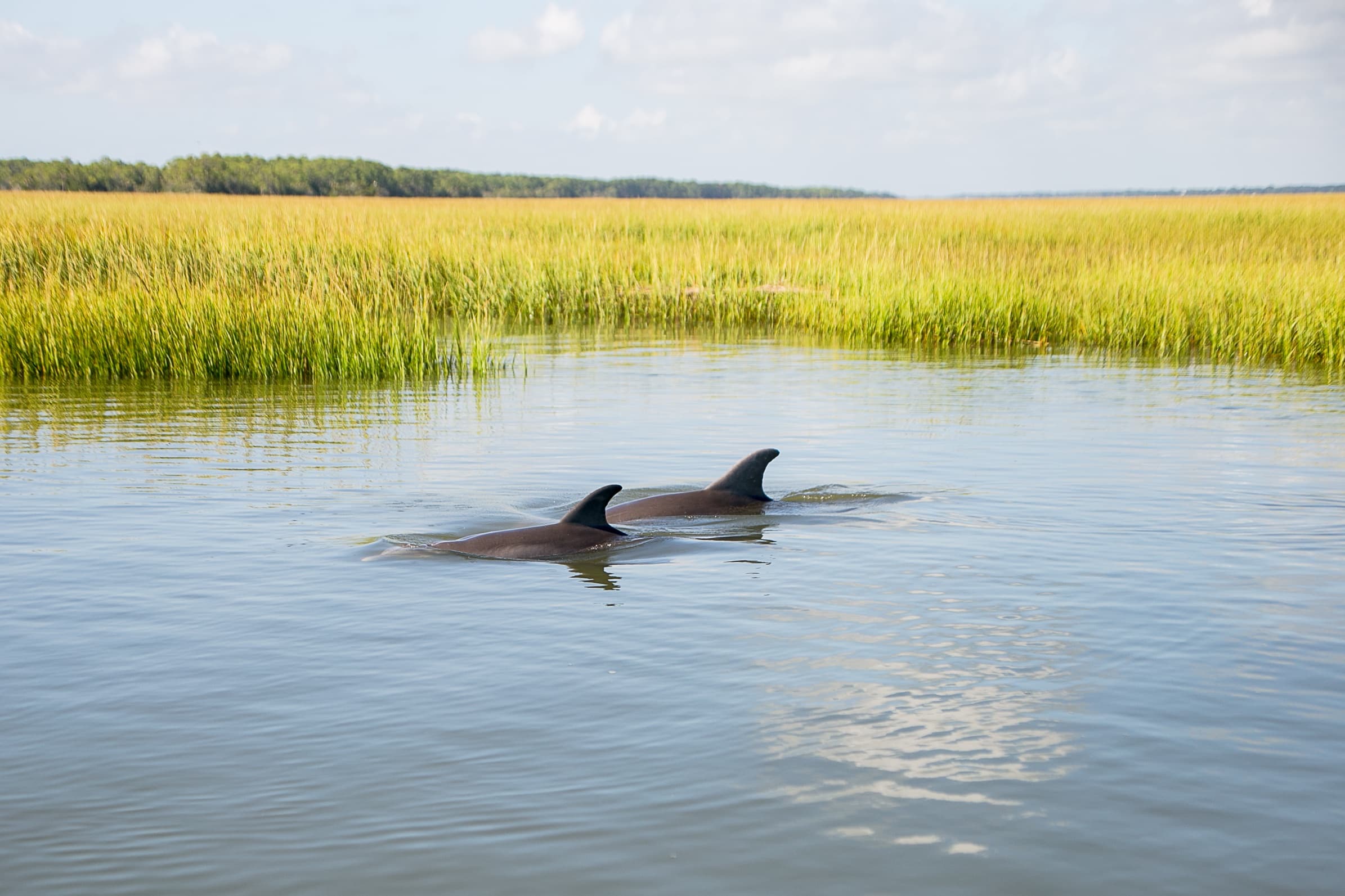Salt Marsh Adventure Boat Tours with Tideline Tours