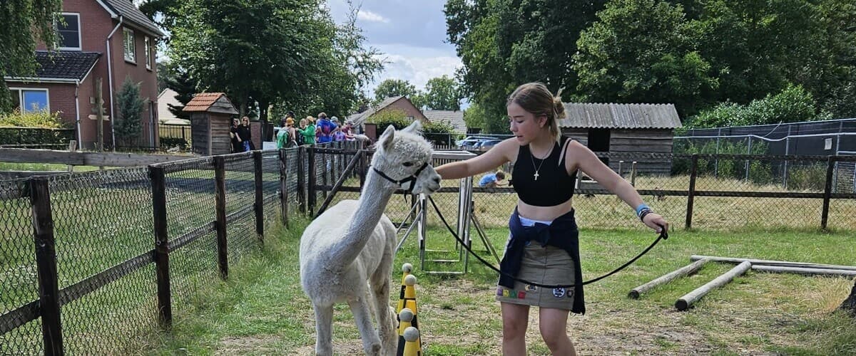 AlpacAgility: Fun Alpaca Obstacle Course at De Alpacaboerderij