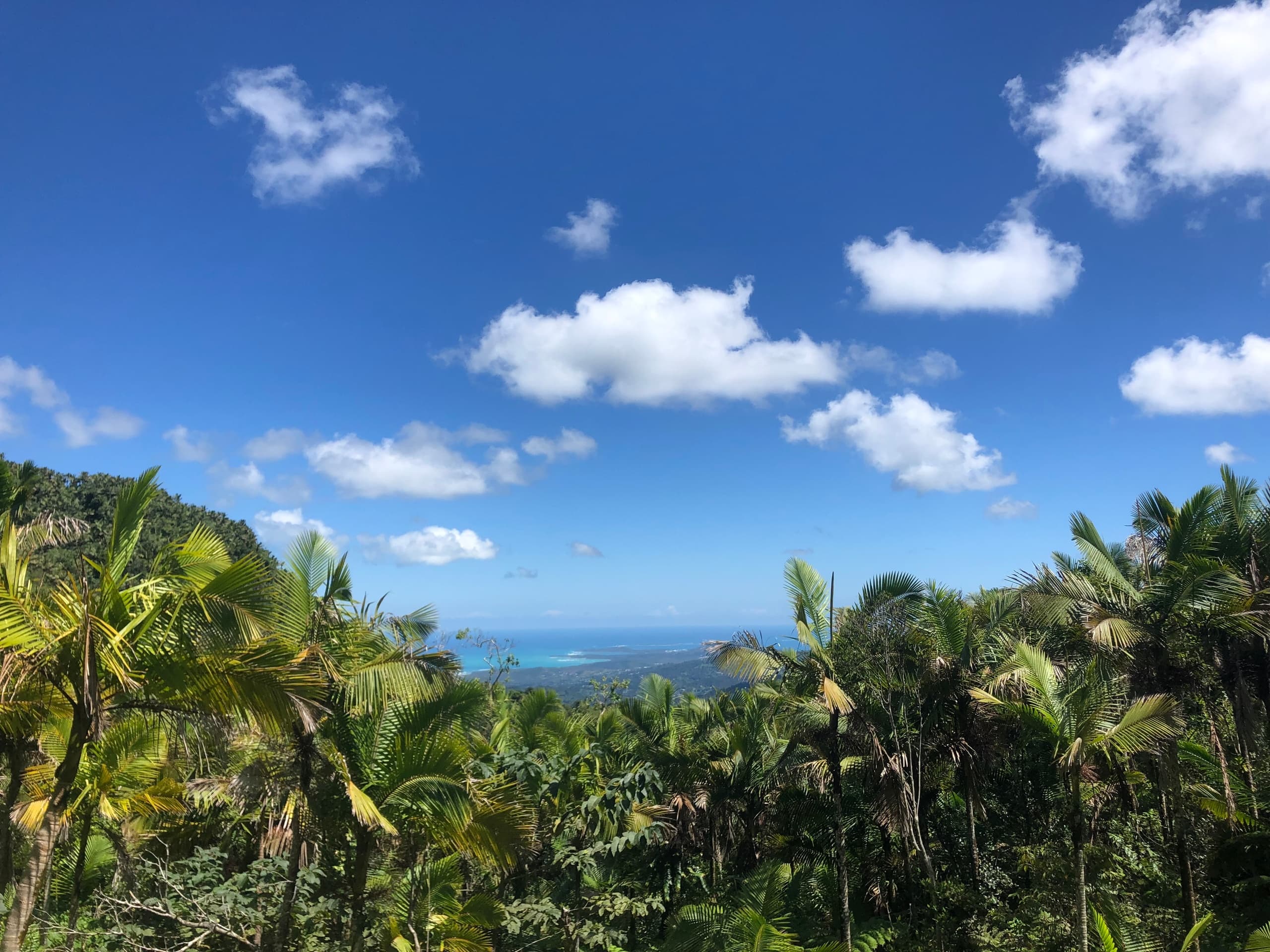 Tropical palm forest vista with distant ocean view, hiking scenery