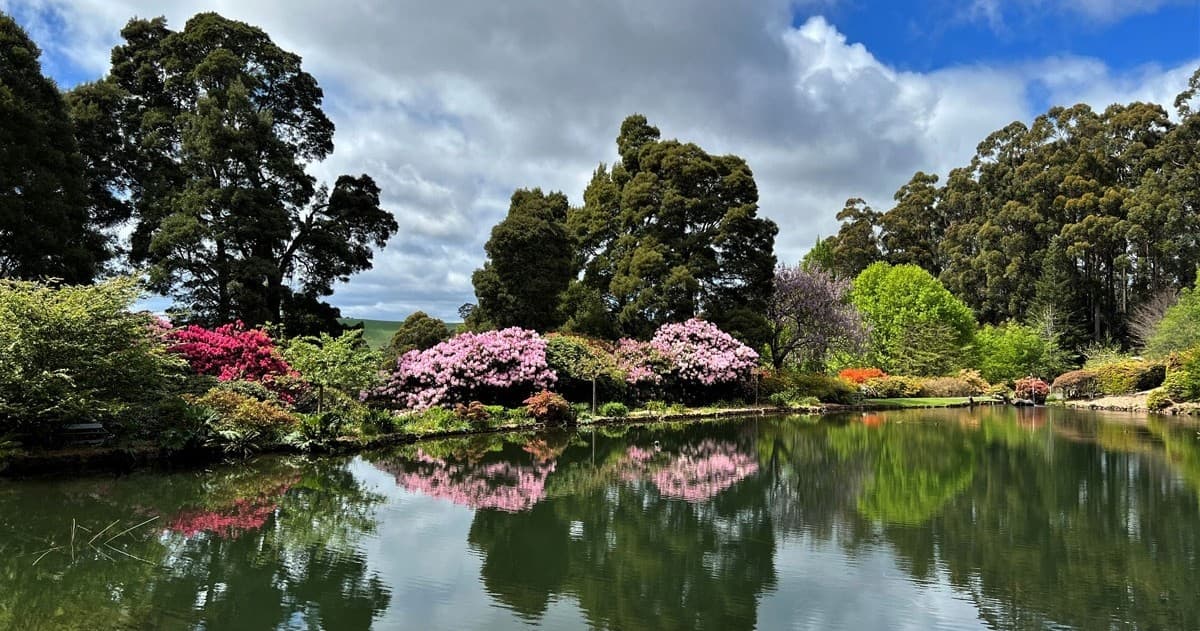 Park lake with flowering shrubs and tree reflections