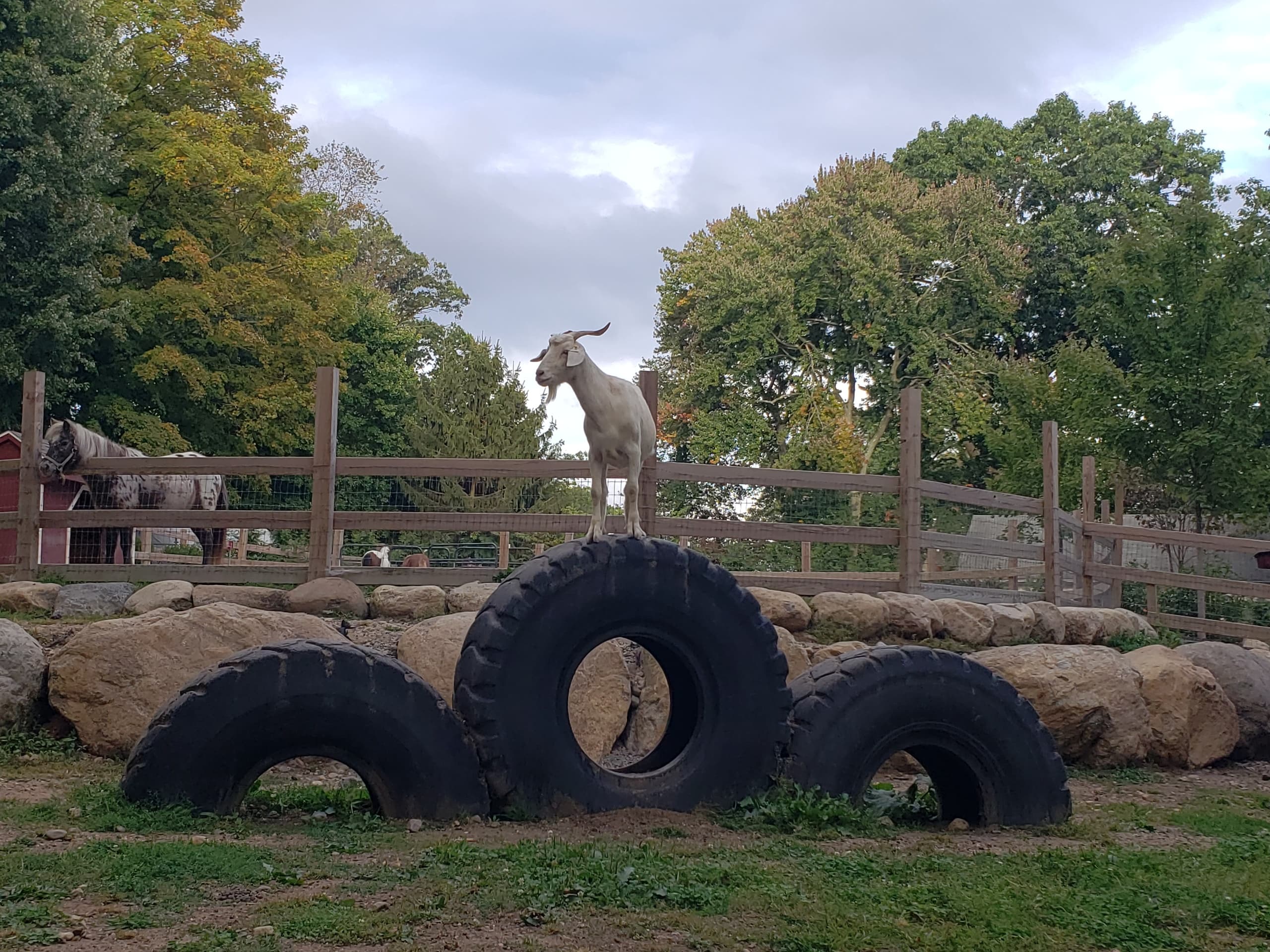 Family Animal Encounter at Abma's Farm in Wyckoff