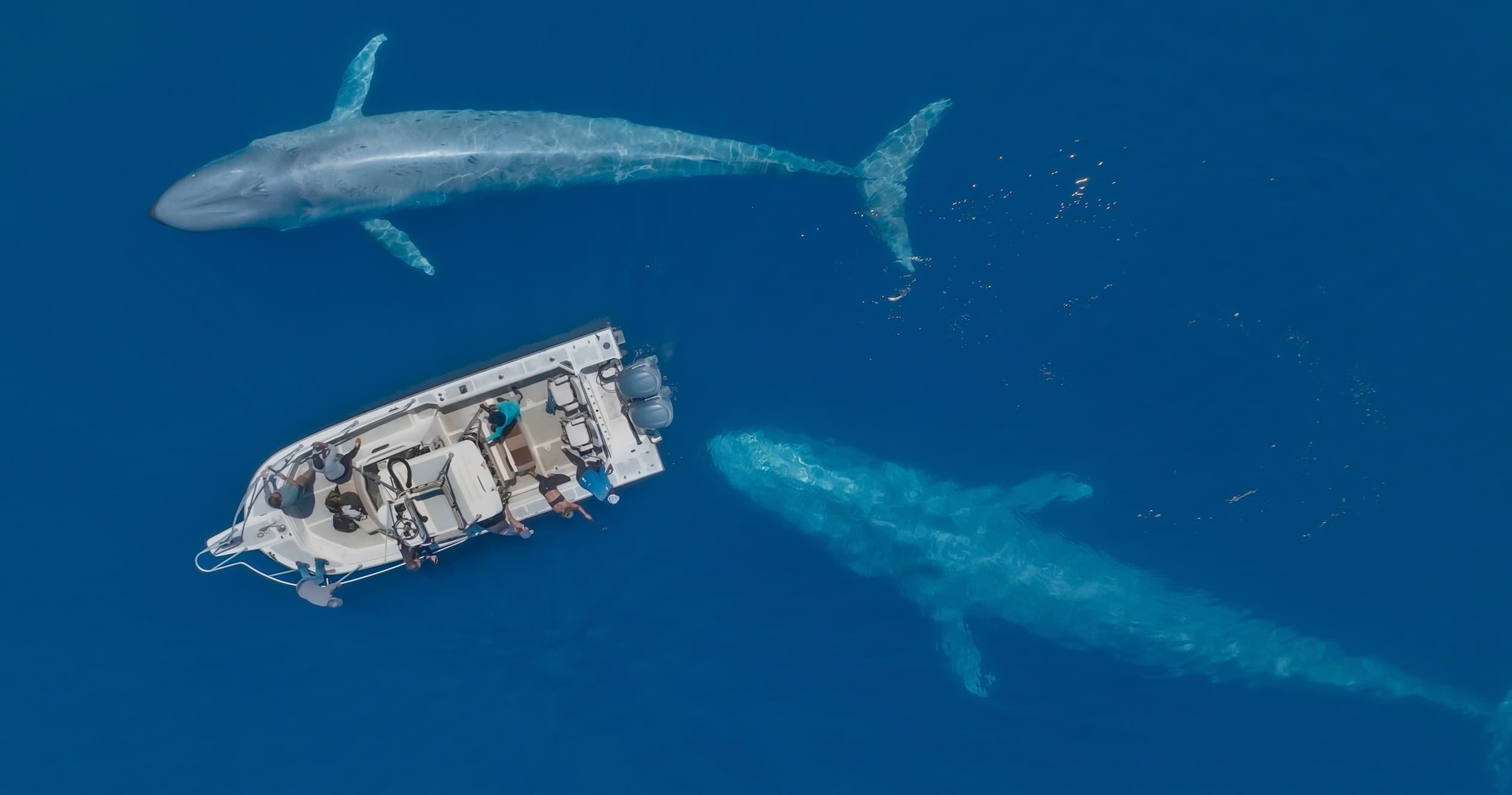 Aerial whale-watching view showing whales swimming near boat