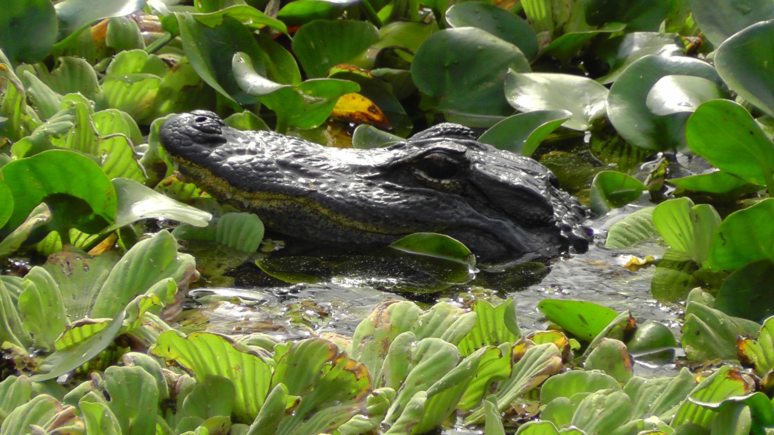 Western Everglades Adventure: Airboat Tour in Immokalee, FL