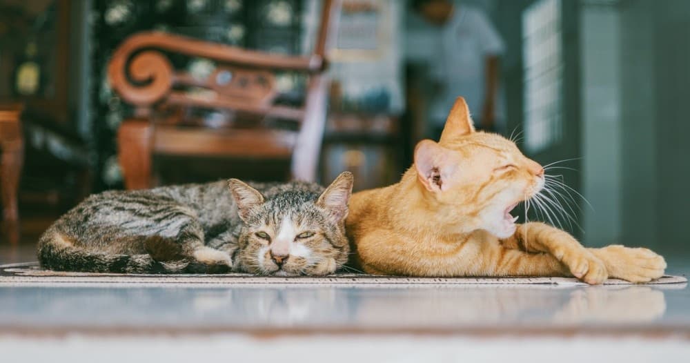 Cat Lounge Access Walk-In at Reno's Kitty Kisses Café