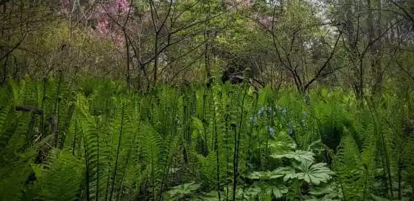 Bowman's Hill Wildflower Preserve fleet