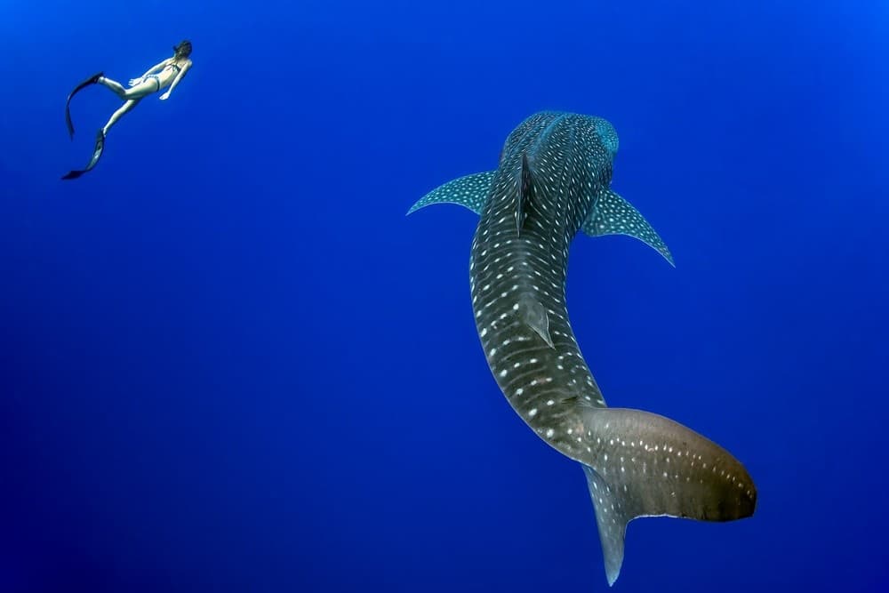 Deep Ocean Wildlife Safari in Kona, Hawaii