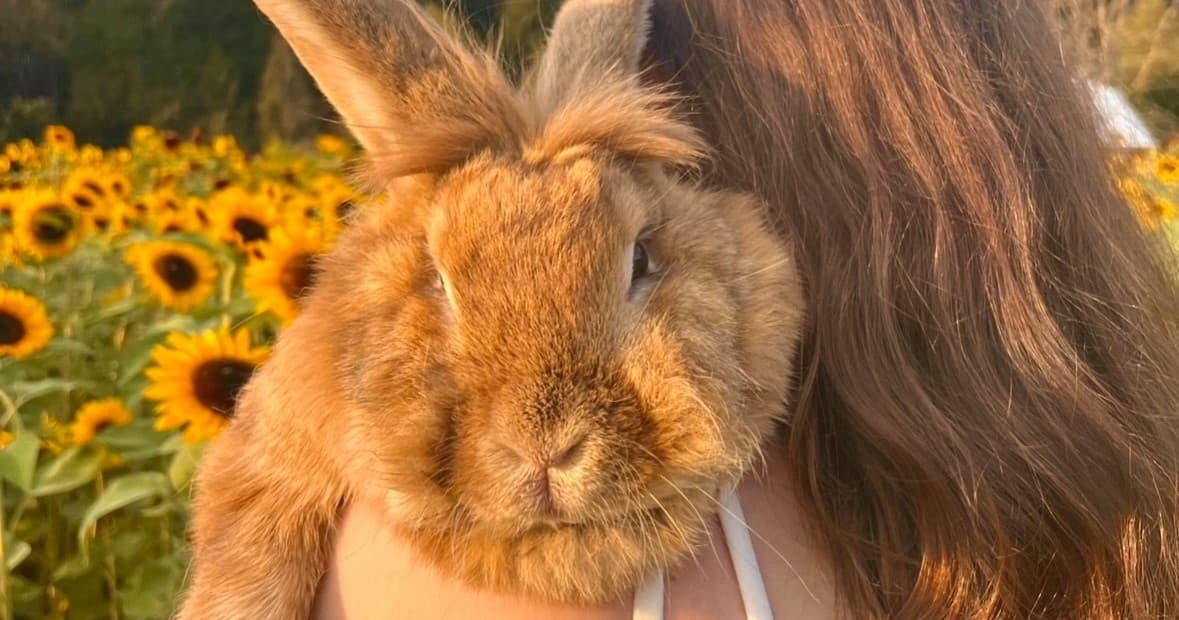 Farm Animal Visits in Redmond, Washington