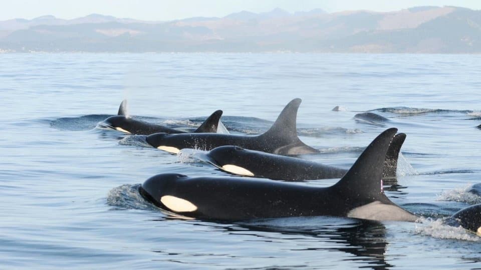 Orcas swimming near surface in coastal bay for wildlife viewing
