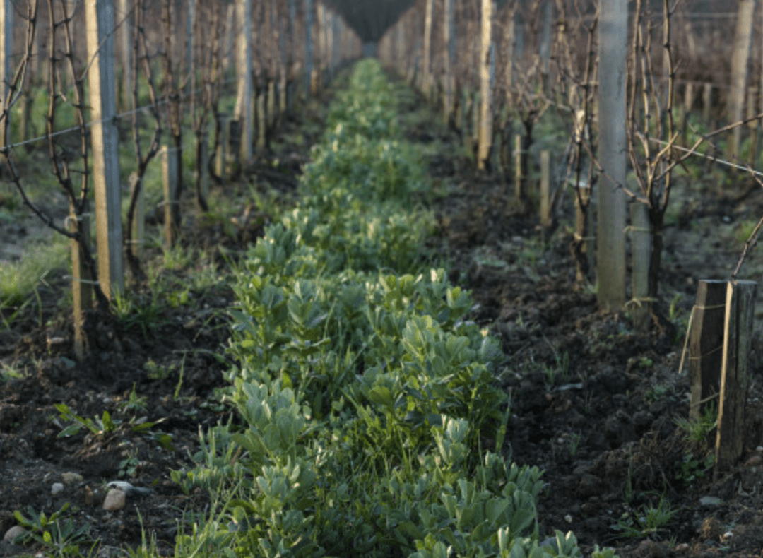 Vineyard alley with cover crops between vine rows at Chateau Couhins