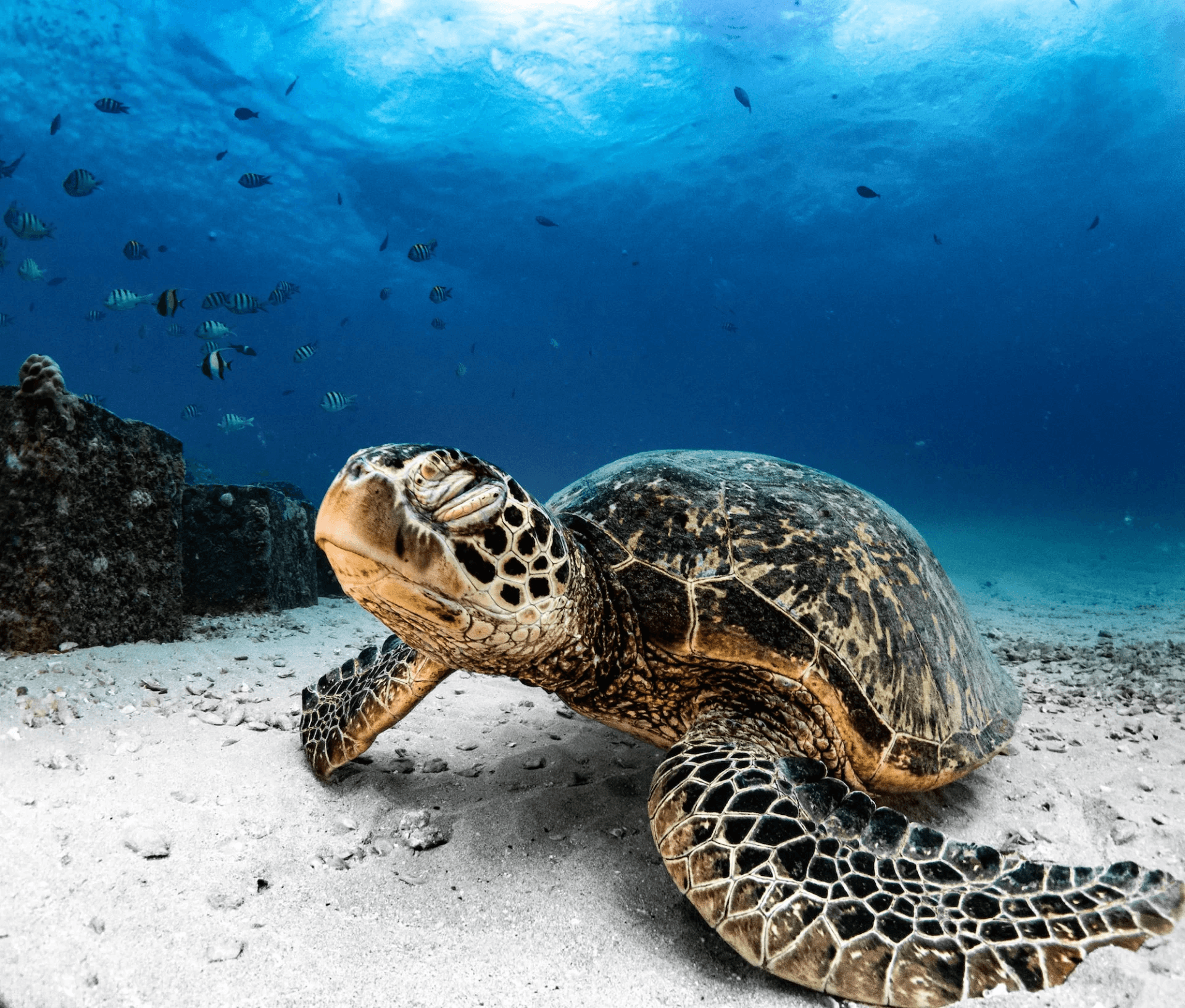 Boat Dives at The Dive Institute: Outdoor Water Adventures