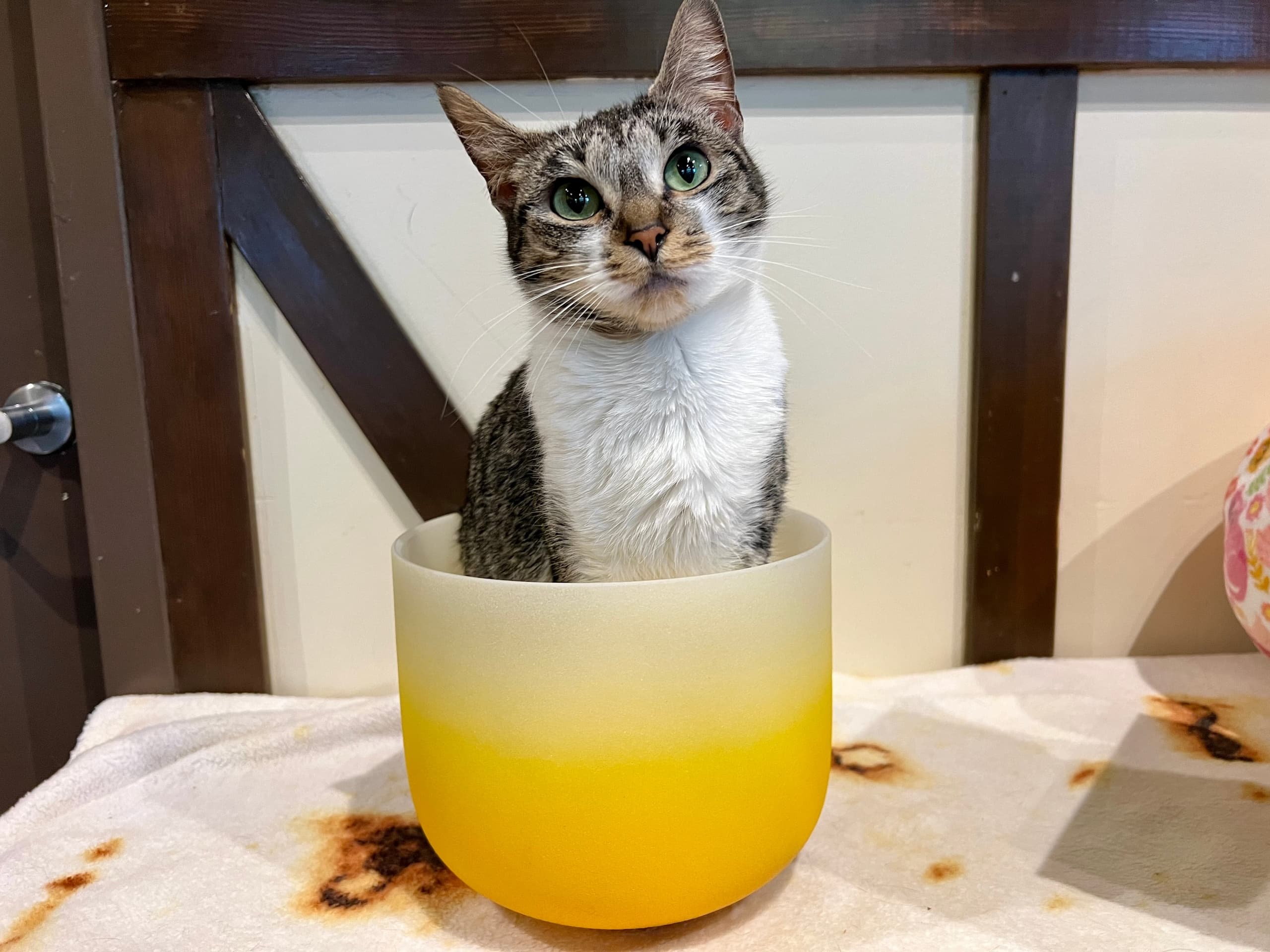 Sound Bath with Cats in Seattle, WA