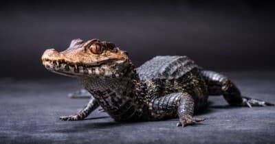VIP 2 Hour Zookeeper Experience in Kearns, Utah