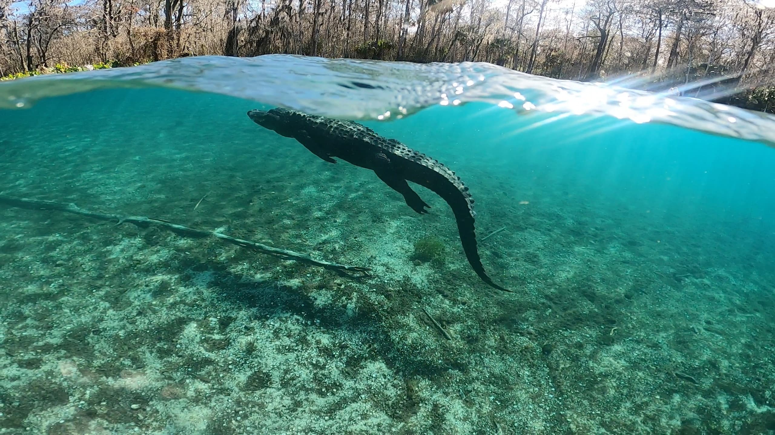Private Guided Kayak Tour on Rainbow River — Dunnellon Florida Springs